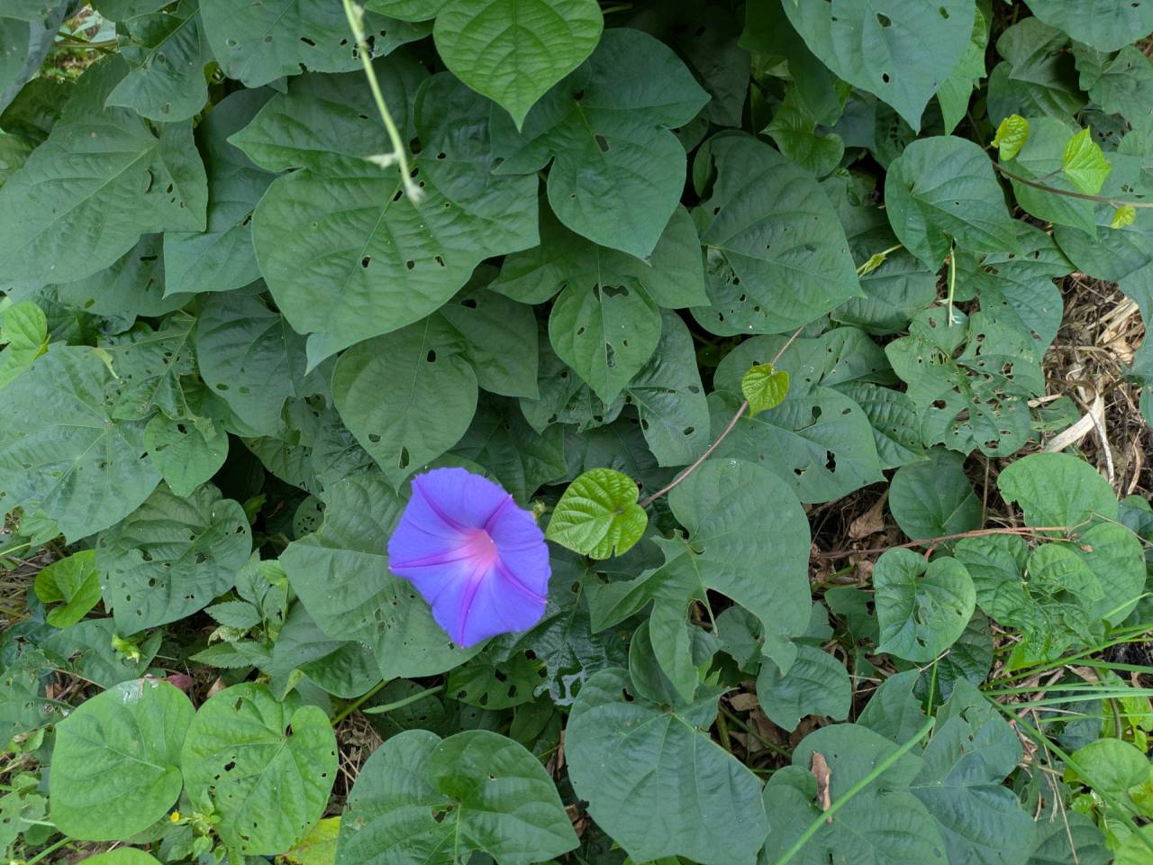 【事務員の日常】道端で見つけた心和む光景と、当社のサービスについて