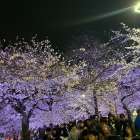 鶴舞公園　夜桜